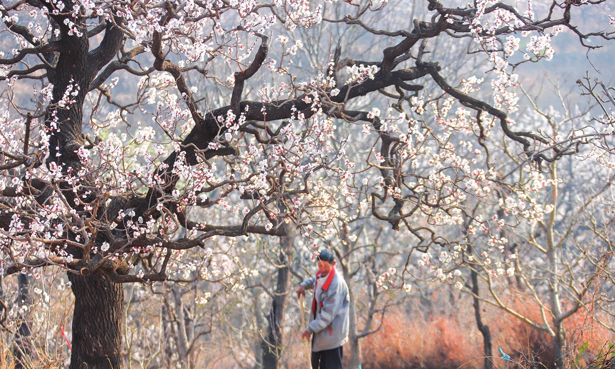 A farmer works in an apricot orchard in Zunhua city, North China's Hebei Province on April 6, 2024. As the city's apricot trees blossom, local farmers seize the time for pollination, fertilization and watering, laying a good foundation for a bumper harvest of white apricots. Photo: cnsphoto