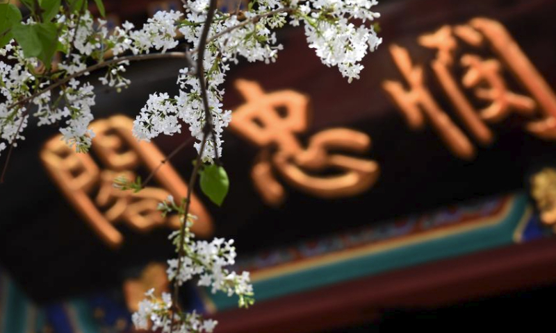 This photo taken on April 7, 2024 shows blooming lilacs at Fayuan Temple in Beijing, capital of China. (Xinhua/Luo Xiaoguang)