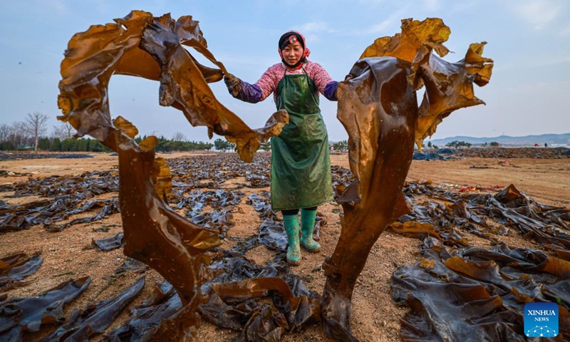 A woman works at a kelp airing field in Rongcheng City, east China's Shandong Province, April 8, 2024.(Photo: Xinhua)