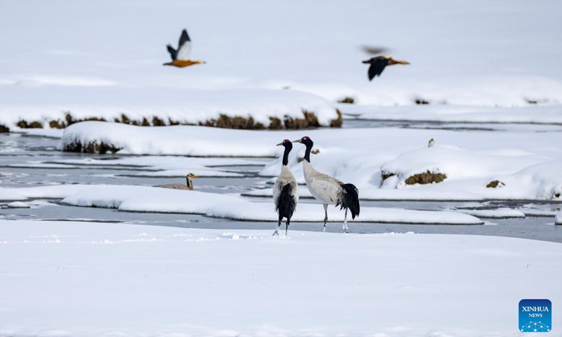 This photo taken on April 7, 2024 shows the migrating black-necked cranes at the A Rag Wetland in Damxung County of Lhasa, southwest China's Xizang Autonomous Region. The black-necked cranes, a species under first-class state protection in China, stop by and forage at the A Rag Wetland in Damxung County during their returning journey to the north every spring.(Photo: Xinhua)