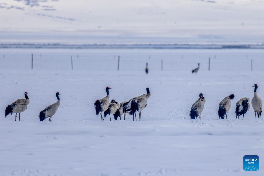 This photo taken on April 7, 2024 shows the migrating black-necked cranes at the A Rag Wetland in Damxung County of Lhasa, southwest China's Xizang Autonomous Region. The black-necked cranes, a species under first-class state protection in China, stop by and forage at the A Rag Wetland in Damxung County during their returning journey to the north every spring.(Photo: Xinhua)