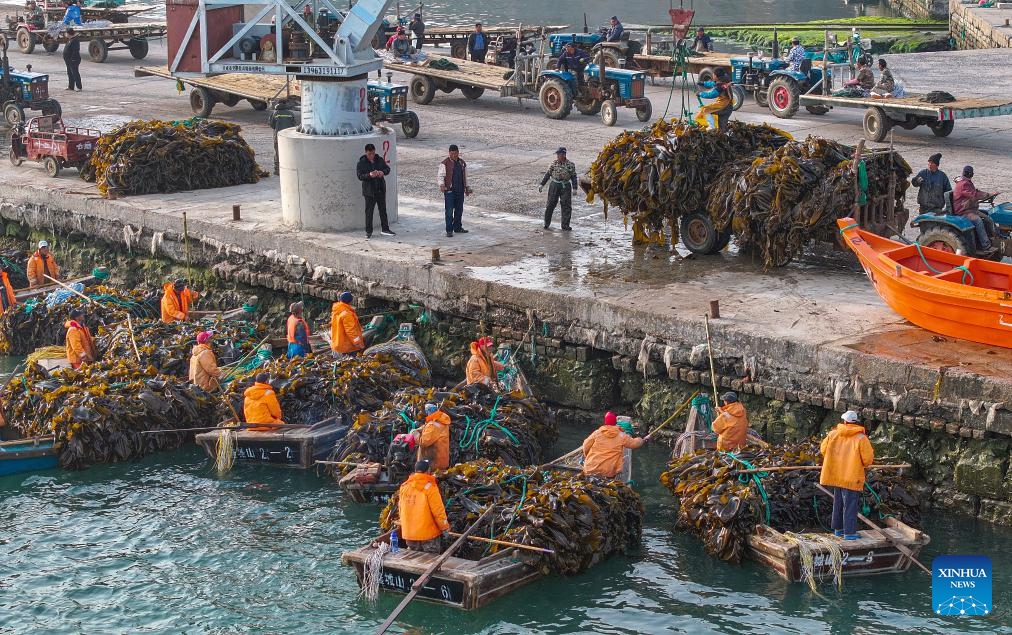 A drone photo taken on April 8, 2024 shows workers transporting newly harvested kelp at a dock in Rongcheng City, east China's Shandong Province.(Photo: Xinhua)