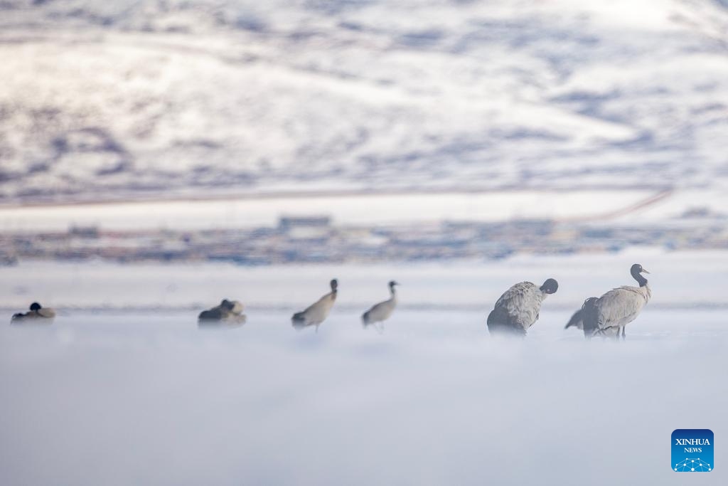 This photo taken on April 7, 2024 shows the migrating black-necked cranes at the A Rag Wetland in Damxung County of Lhasa, southwest China's Xizang Autonomous Region. The black-necked cranes, a species under first-class state protection in China, stop by and forage at the A Rag Wetland in Damxung County during their returning journey to the north every spring.(Photo: Xinhua)