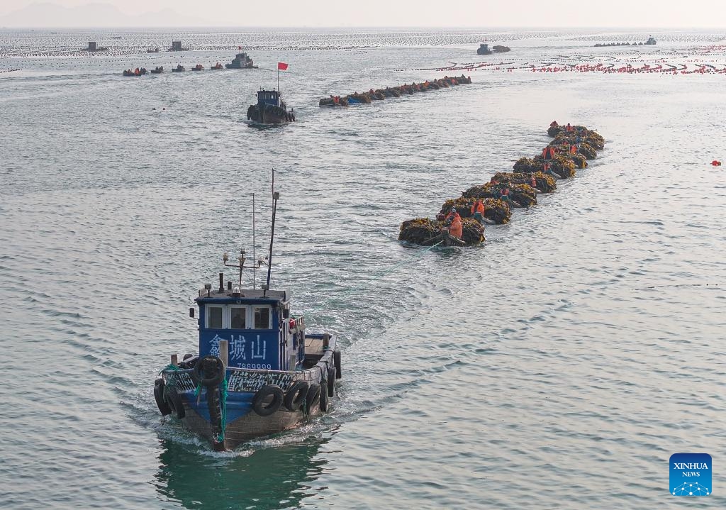 A drone photo taken on April 8, 2024 shows boats loaded with newly harvested kelp returning to the dock in Rongcheng City, east China's Shandong Province.(Photo: Xinhua)