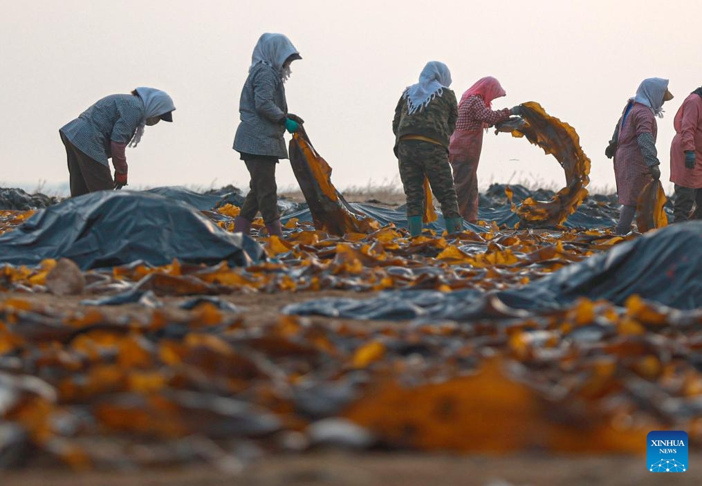People work at a kelp airing field in Rongcheng City, east China's Shandong Province, April 8, 2024.(Photo: Xinhua)