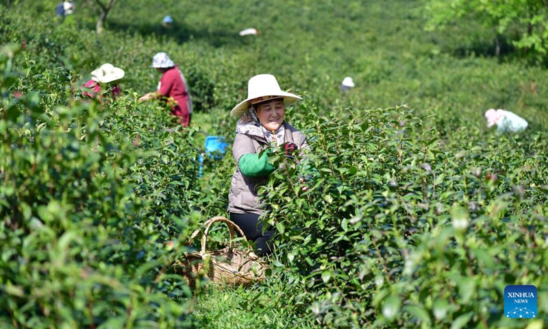 Farmers pick tea leaves at a tea garden in Feixi County of Hefei City, east China's Anhui Province, April 9, 2024. As spring unfolds, tea gardens across the region have entered the harvest season.(Photo: Xinhua)