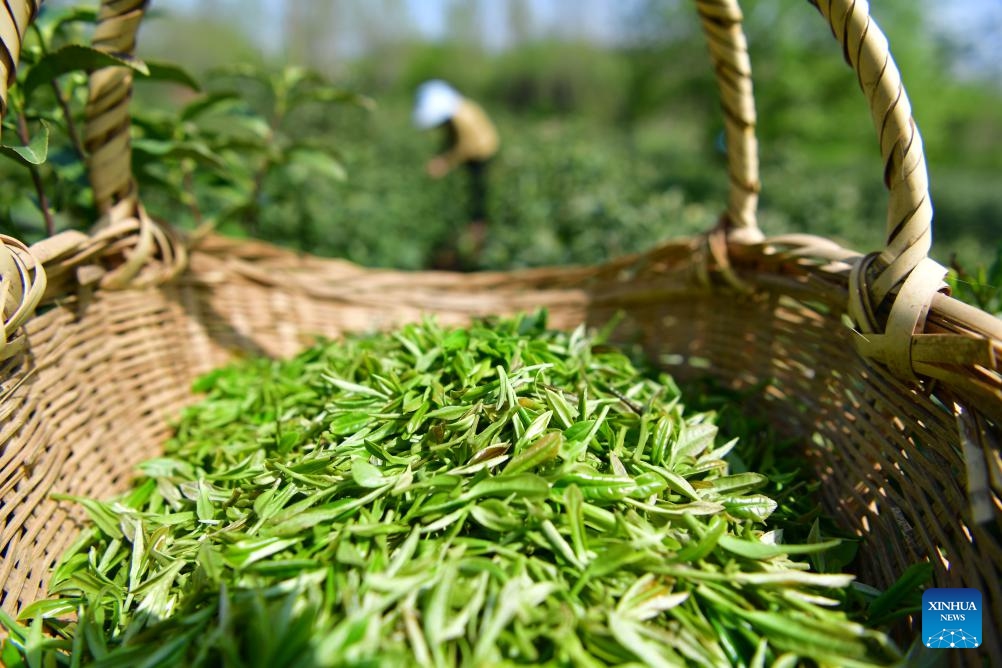 This photo taken on April 9, 2024 shows picked tea leaves at a tea garden in Feixi County of Hefei City, east China's Anhui Province. As spring unfolds, tea gardens across the region have entered the harvest season.(Photo: Xinhua)
