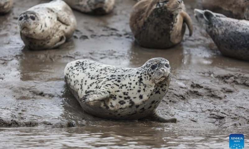 Spotted seals rest on mudflat of Liaodong Bay in Panjin City, northeast China's Liaoning Province, April 9, 2024. As temperature rises, spotted seals inhabiting the Liaodong Bay in Panjin City, Liaoning Province, are entering their active period. Liaodong Bay, which is situated at the northernmost end of the ice-covered area in Chinese waters, represents the southernmost breeding area among the eight breeding zones for spotted seals worldwide.(Photo: Xinhua)