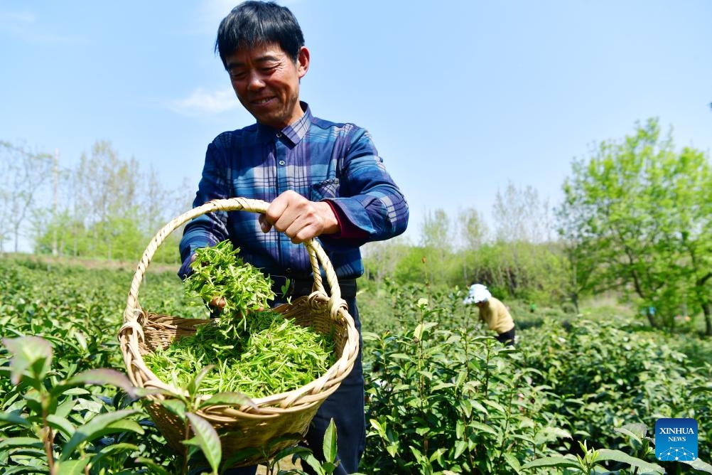 A farmer shows picked tea leaves at a tea garden in Feixi County of Hefei City, east China's Anhui Province, April 9, 2024. As spring unfolds, tea gardens across the region have entered the harvest season.(Photo: Xinhua)