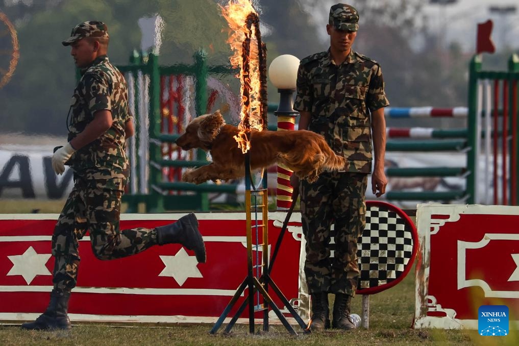 A Nepal Army soldier performs dog skills in celebration of Ghode Jatra in Kathmandu, Nepal, April 8, 2024. The Nepal Army organized horse racing, acrobatics performance and other activities to mark the traditional Ghode Jatra, or horse racing festival, on Monday.(Photo: Xinhua)