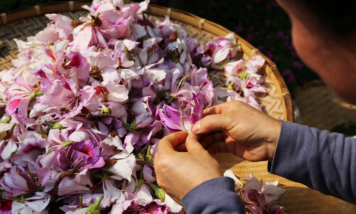 A flower farmer sorts out lotus flowers in Honghe Hani and Yi Autonomous Prefecture, Yunnan Province. Photo: Xinhua