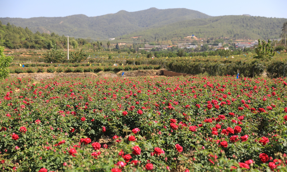 The edible rose field in Bajie subdistrict of Anning, Yunnan Province Photo: Courtesy of the publicity department of the CPC Anning municipal committee