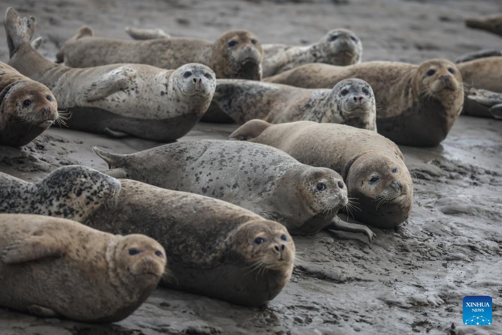 Spotted seals rest on mudflat of Liaodong Bay in Panjin City, northeast China's Liaoning Province, April 9, 2024. As temperature rises, spotted seals inhabiting the Liaodong Bay in Panjin City, Liaoning Province, are entering their active period.(Photo: Xinhua)