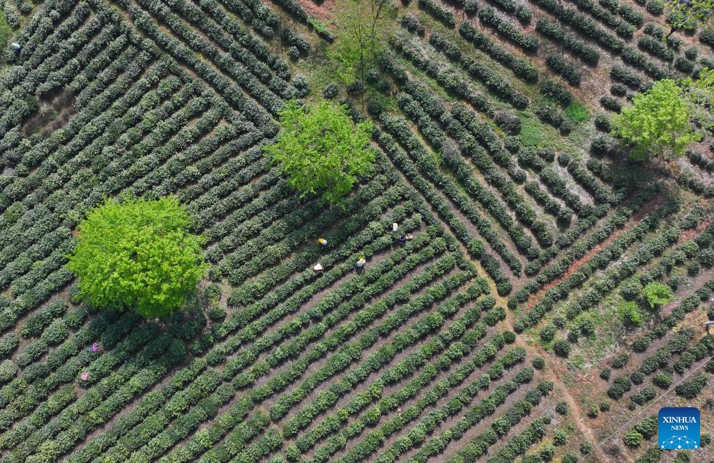 An aerial drone photo taken on April 9, 2024 shows farmers picking tea leaves at a tea garden in Feixi County of Hefei City, east China's Anhui Province. As spring unfolds, tea gardens across the region have entered the harvest season.(Photo: Xinhua)