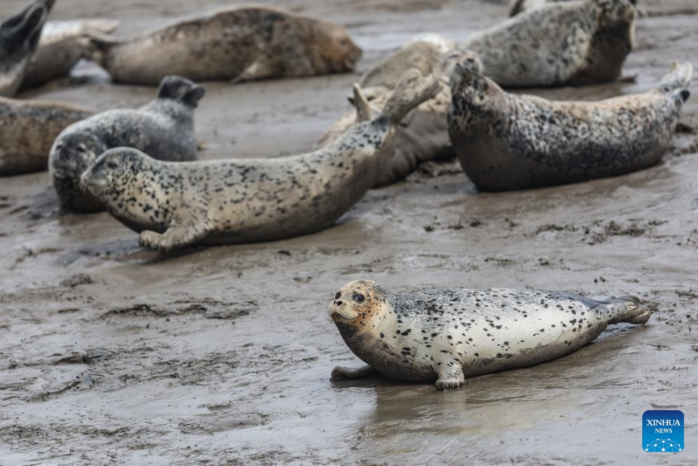 Spotted seals rest on mudflat of Liaodong Bay in Panjin City, northeast China's Liaoning Province, April 9, 2024. As temperature rises, spotted seals inhabiting the Liaodong Bay in Panjin City, Liaoning Province, are entering their active period.(Photo: Xinhua)