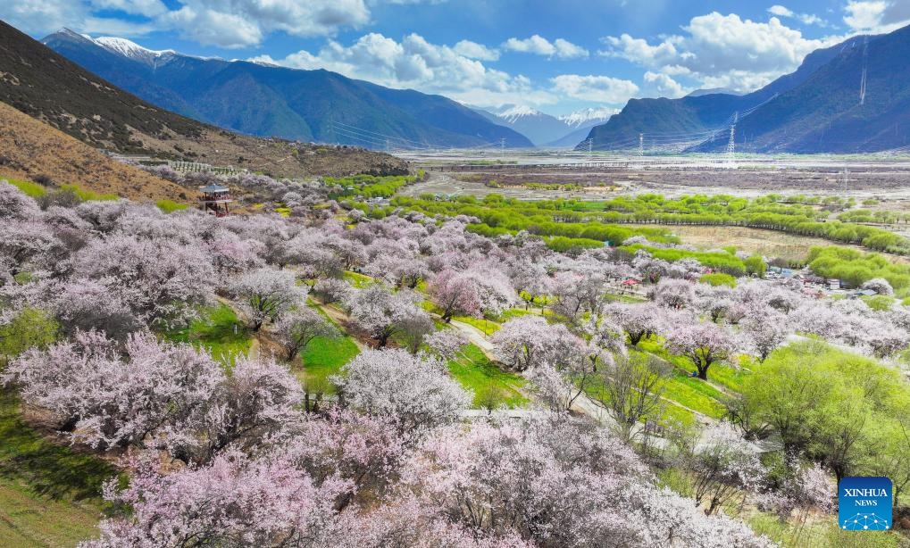 An aerial drone photo taken on April 1, 2024 shows the scenery of peach blossoms at a village in Nyingchi, southwest China's Xizang Autonomous Region.(Photo: Xinhua)