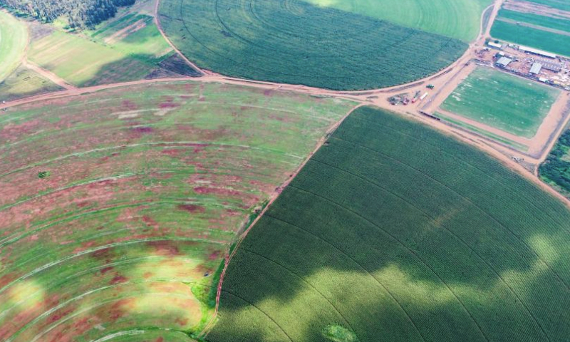 An aerial drone photo taken on April 12, 2024 shows circular fields in the suburb of Johannesburg, South Africa. (Xinhua/Zhang Yudong)