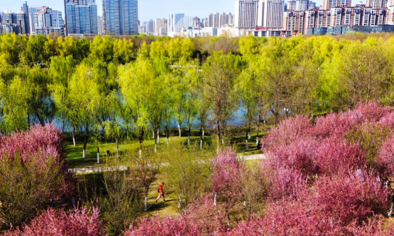 A drone photo shows a view of the Daming Palace National Heritage Park in Xi'an, northwest China's Shaanxi Province, March 29, 2024. Xi'an, one of the ancient capitals in Chinese history, is a popular tourist destination specially in this spring. It indulges visitors with the beauty of blossom flowers and immersive cultural experiences at the landmark cultural sites such as ancient city walls, Giant Wild Goose Pagoda, Qinglong Temple, Daming Palace National Heritage Park, etc. (Xinhua/Zou Jingyi)