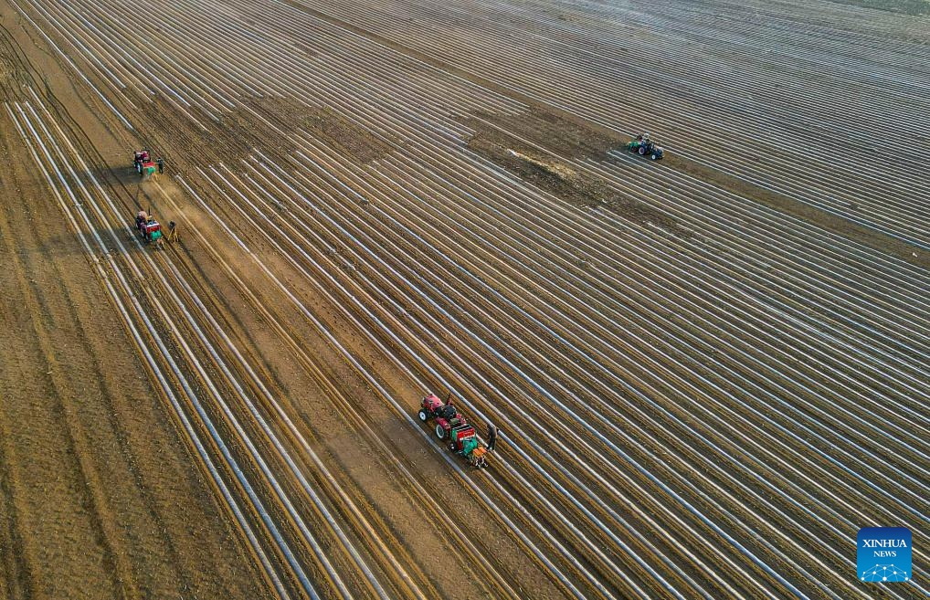 A drone photo taken on April 9, 2024 shows farmers driving agricultural machine to sow corn seeds in Horqin Right Wing Front Banner, Hinggan League, north China's Inner Mongolia Autonomous Region.(Photo: Xinhua)