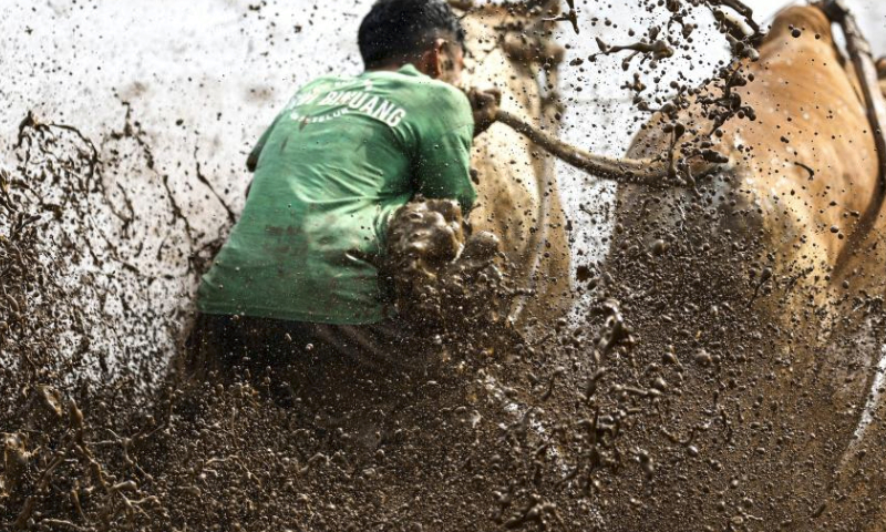 A man participates in the Pacu Jawi, a traditional bull race, at Nagari Labuah, in Tanah Datar of West Sumatra, Indonesia, April 13, 2024. The Pacu Jawi is held annually in muddy rice fields to celebrate the end of the harvest season. (Photo by Yorri Farli/Xinhua)