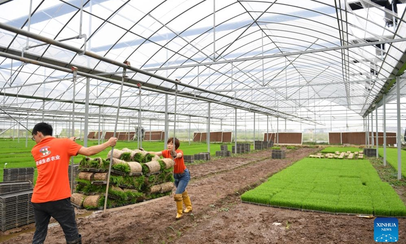 Staff members transport seedlings at a smart planting base in Datonghu District of Yiyang City, central China's Hunan Province, April 10, 2024. The smart planting base in Datonghu District of Yiyang City started transplanting operations on Wednesday. With the help of a smart agricultural platform, staff members here are able to remotely create and control agricultural operations and conduct other agricultural procedures.(Photo: Xinhua)
