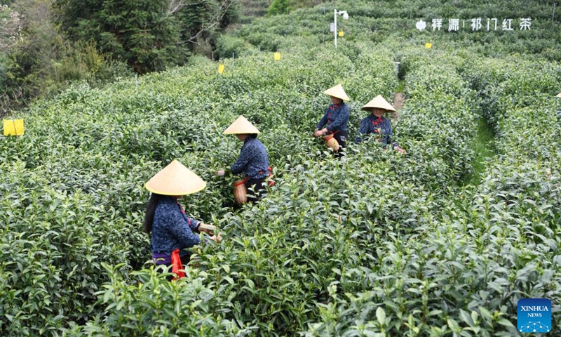 Farmers pick tea leaves at a tea garden in Likou Township of Qimen County in Huangshan City, east China's Anhui Province, April 10, 2024. Keemun black tea, which originated in Qimen County of east China's Anhui Province, is one of the most famous Chinese teas featuring an intense aroma. (Photo: Xinhua)