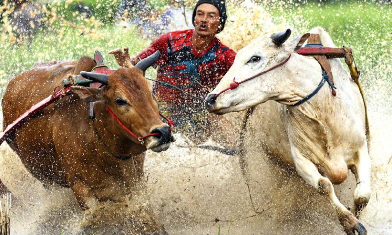 A man participates in the Pacu Jawi, a traditional bull race, at Nagari Labuah, in Tanah Datar of West Sumatra, Indonesia, April 13, 2024. The Pacu Jawi is held annually in muddy rice fields to celebrate the end of the harvest season. (Photo by Yorri Farli/Xinhua)