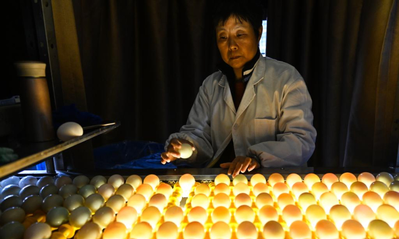 A worker applies optical inspection to duck eggs at the production line of the Jiangsu Gaoyou Duck Co., Ltd. in Gaoyou City, east China's Jiangsu Province, April 19, 2024. The city of Gaoyou is well known for its duck eggs. Currently, the city has over 100 duck egg processing enterprises and its output value in 2023 stood at 1.85 billion yuan (about 255.51 million U.S. dollars). (Xinhua/Ji Chunpeng)