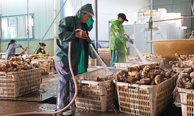 Workers are busy cleaning lotus roots at a farm in Anqing, East China's Anhui Province, on April 21, 2024. The crop will be exported to France after being sealed in plastic and refrigerated. According to data from Chinese customs, China exported 7,270.6 tons of lotus roots in the first quarter of 2024, with a value of $10.27 million. Photo: VCG
