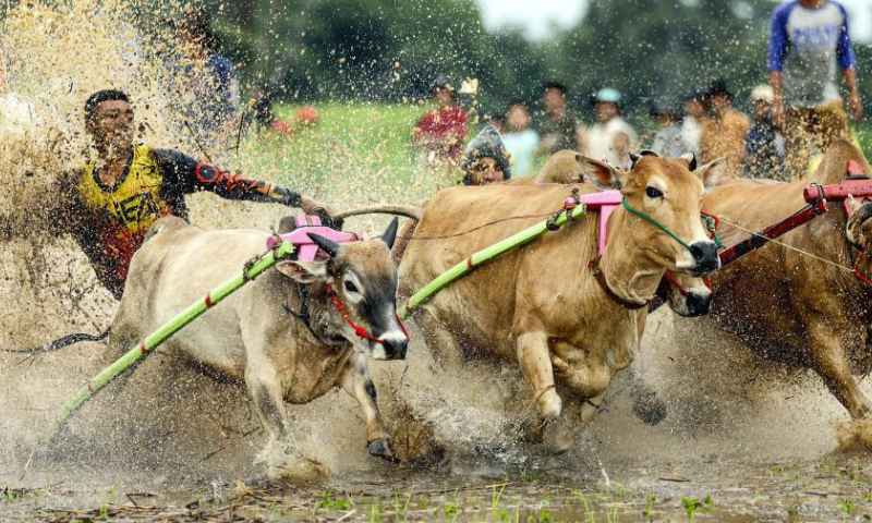 A man participates in the Pacu Jawi, a traditional bull race, at Nagari Labuah, in Tanah Datar of West Sumatra, Indonesia, April 13, 2024. The Pacu Jawi is held annually in muddy rice fields to celebrate the end of the harvest season. (Photo by Yorri Farli/Xinhua)