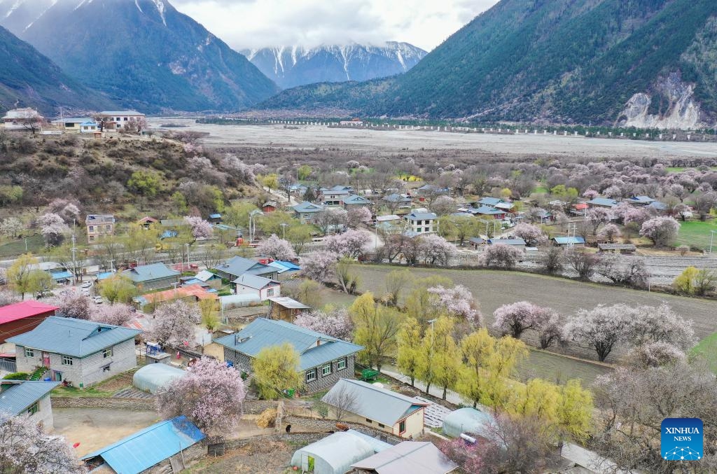 An aerial drone photo taken on April 2, 2024 shows the scenery of peach blossoms at Qundo Township of Powo County, Nyingchi, southwest China's Xizang Autonomous Region.(Photo: Xinhua)