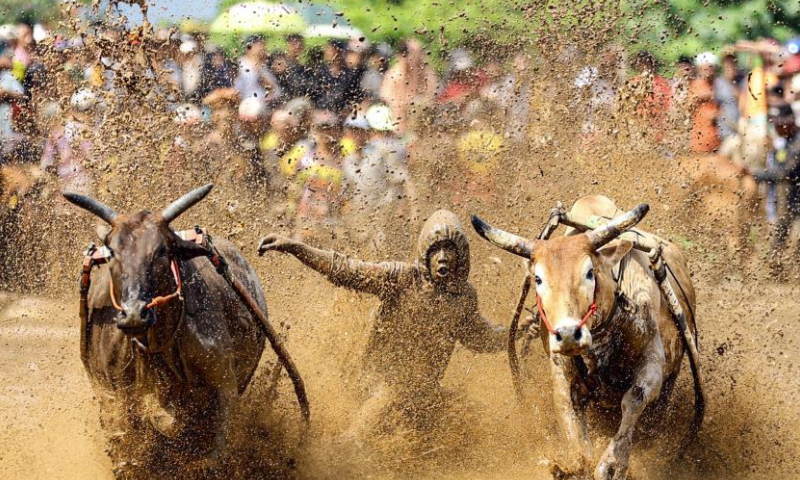 A man participates in the Pacu Jawi, a traditional bull race, at Nagari Labuah, in Tanah Datar of West Sumatra, Indonesia, April 13, 2024. The Pacu Jawi is held annually in muddy rice fields to celebrate the end of the harvest season. (Photo by Yorri Farli/Xinhua)