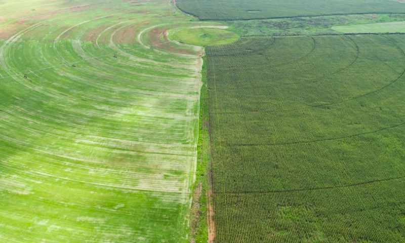 An aerial drone photo taken on April 12, 2024 shows circular fields in the suburb of Johannesburg, South Africa. (Xinhua/Zhang Yudong)