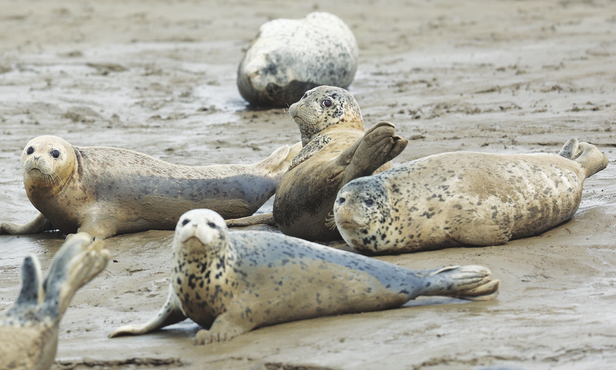 A large number of nationally protected animals, spotted seals, are seen resting on the mudflats in the San Daogou area at the mouth of the Liao River in Panjin, Northeast China's Liaoning Province on April 9, 2024. Photo: IC