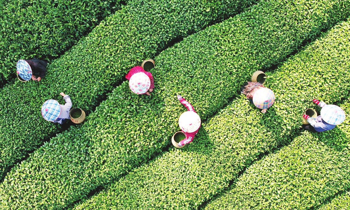 Farmers are picking the tender buds of 