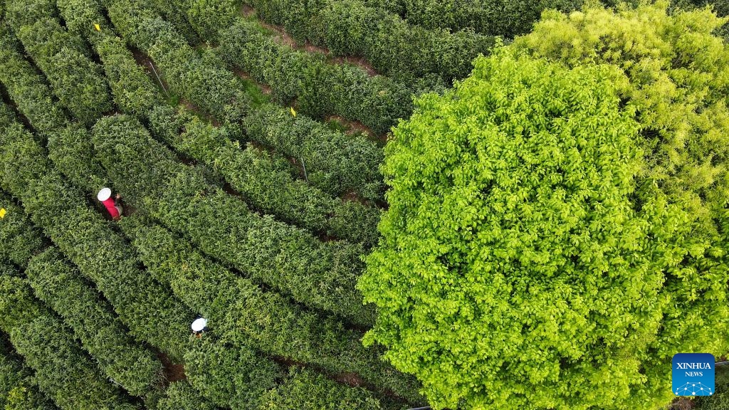 An aerial drone photo taken on April 10, 2024 shows farmers picking tea leaves at a tea garden in Likou Township of Qimen County in Huangshan City, east China's Anhui Province.(Photo: Xinhua)