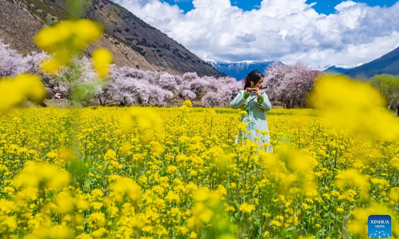 A tourist poses for photos at a cole flower field in a village of Nyingchi, southwest China's Xizang Autonomous Region, April 6, 2024.(Photo: Xinhua)