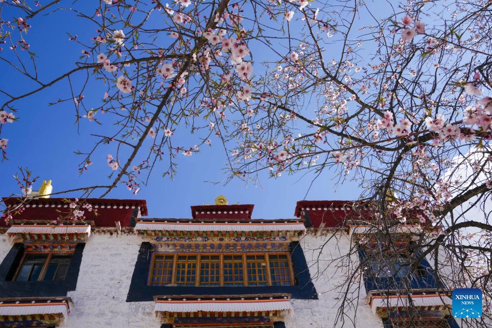 Peach flowers are seen at the Pabonka Hermitage in the northern suburb of Lhasa, capital of southwest China's Xizang Autonomous Region, April 5, 2024.(Photo: Xinhua)