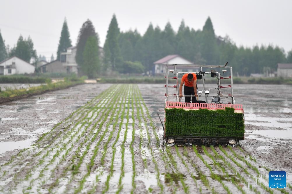 An autonomous rice transplanter works at a smart planting base in Datonghu District of Yiyang City, central China's Hunan Province, April 10, 2024. The smart planting base in Datonghu District of Yiyang City started transplanting operations on Wednesday. With the help of a smart agricultural platform, staff members here are able to remotely create and control agricultural operations and conduct other agricultural procedures.(Photo: Xinhua)