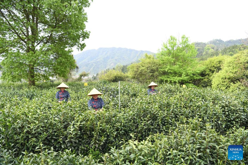 Farmers pick tea leaves at a tea garden in Likou Township of Qimen County in Huangshan City, east China's Anhui Province, April 10, 2024. Keemun black tea, which originated in Qimen County of east China's Anhui Province, is one of the most famous Chinese teas featuring an intense aroma. (Photo: Xinhua)