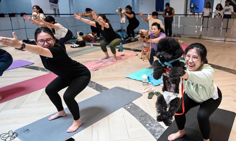 People practice yoga with dogs during a special yoga event in Jakarta, Indonesia, on April 20, 2024. (Xinhua/Agung Kuncahya B.)