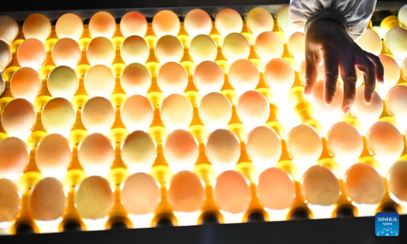 A worker applies optical inspection to duck eggs at the production line of the Jiangsu Gaoyou Duck Co., Ltd. in Gaoyou City, east China's Jiangsu Province, April 19, 2024. The city of Gaoyou is well known for its duck eggs. Currently, the city has over 100 duck egg processing enterprises and its output value in 2023 stood at 1.85 billion yuan (about 255.51 million U.S. dollars). (Xinhua/Ji Chunpeng)