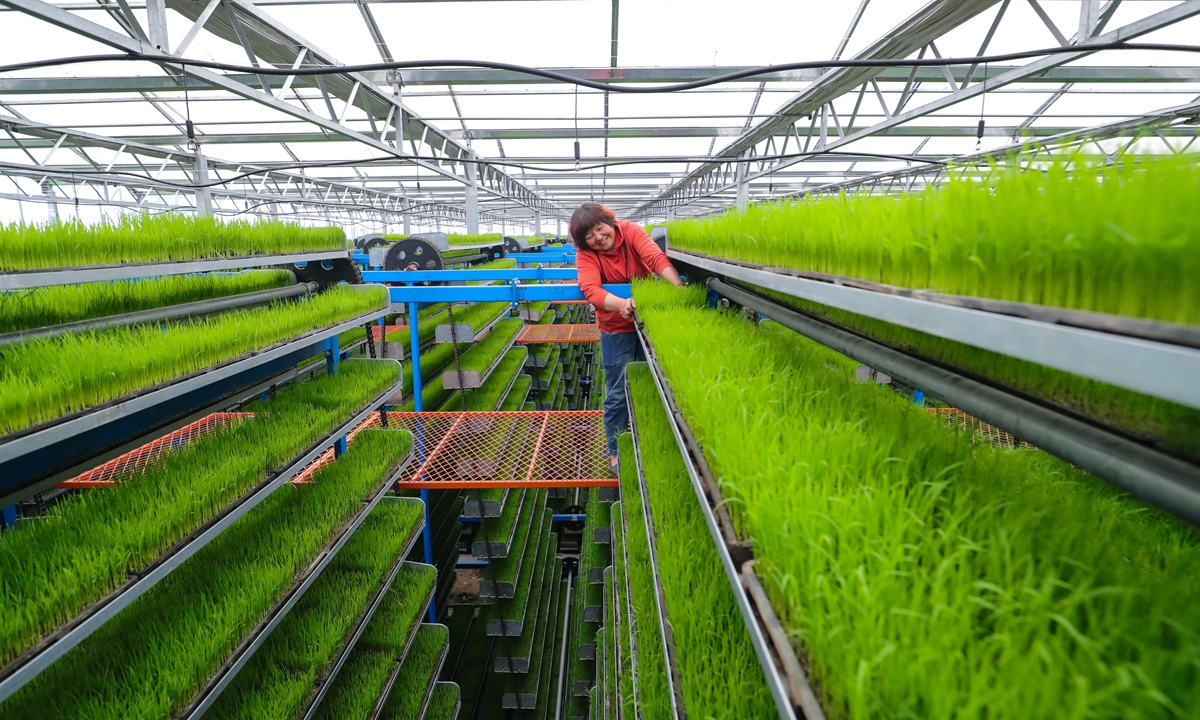A worker inspects spring rice seedlings in an automated seedling breeding plant in Guangshan county, Central China's Henan Province on April 14, 2024. In recent years, the county has implemented automated seedling breeding technology and systems to enhance the efficiency and quality of seedling cultivation in the region. Photo: VCG