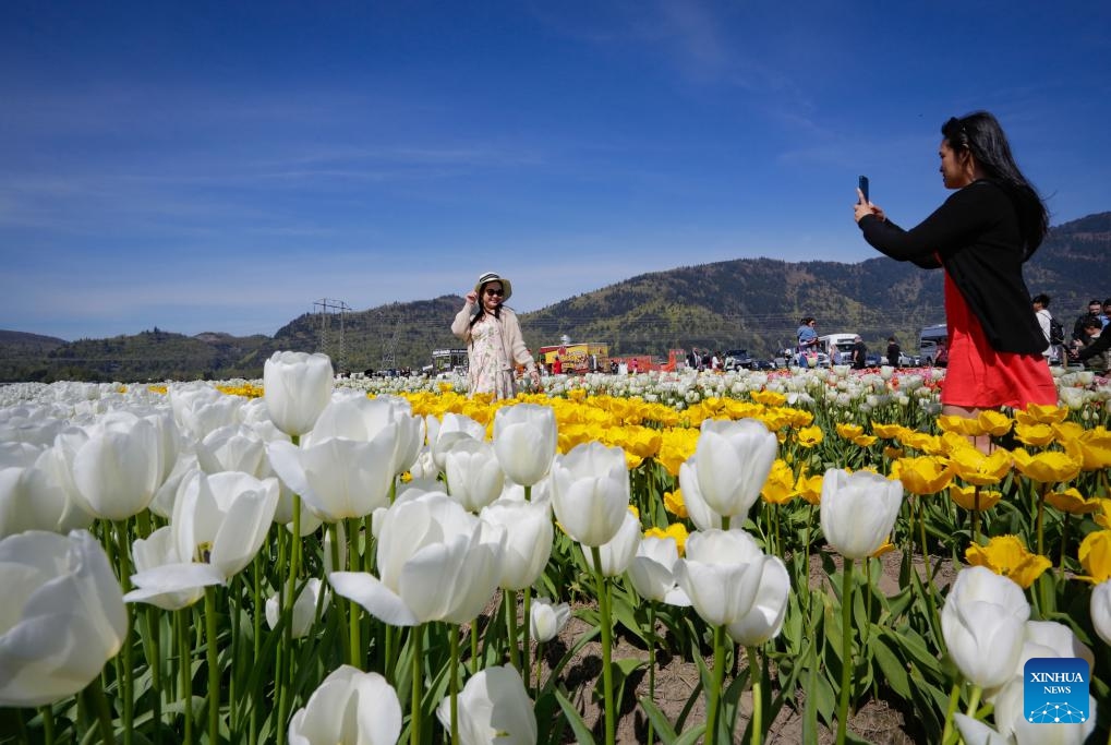 A woman poses for photos between rows of tulips at the Abbotsford Tulip Festival in Abbotsford, British Columbia, Canada, on April 14, 2024.(Photo: Xinhua)