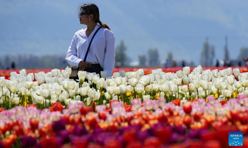 A woman stands between rows of tulips at the Abbotsford Tulip Festival in Abbotsford, British Columbia, Canada, on April 14, 2024.(Photo: Xinhua)