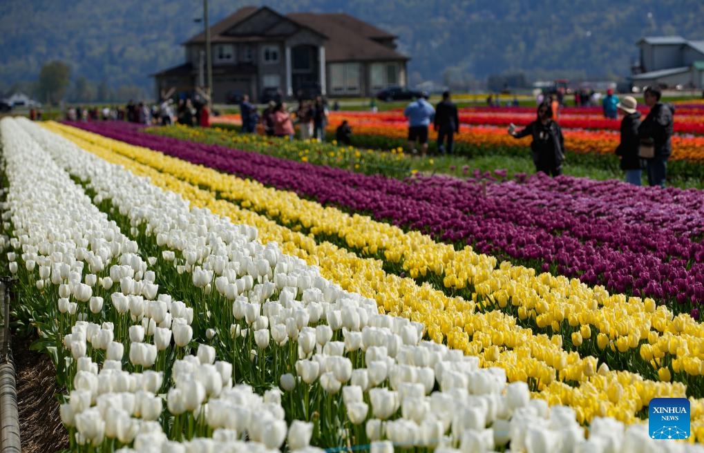 People walk between rows of tulips at the Abbotsford Tulip Festival in Abbotsford, British Columbia, Canada, on April 14, 2024.(Photo: Xinhua)