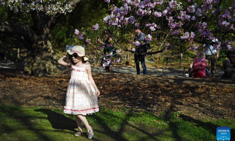 A girl poses for photos in front of cherry blossoms at Brooklyn Botanic Garden in New York, the United States, on April 14, 2024.(Photo: Xinhua)