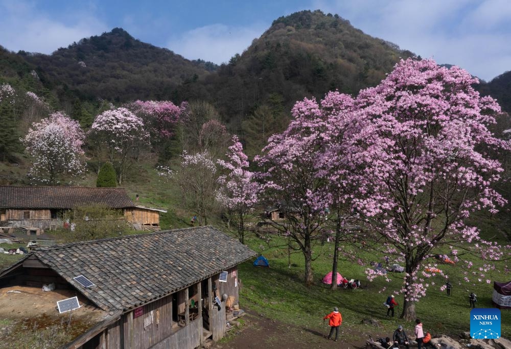 An aerial drone photo taken on April 13, 2024 shows blooming magnolia flowers in Cangwangzhai Village of Yongsheng Town in Jiangyou, southwest China's Sichuan Province.(Photo: Xinhua)