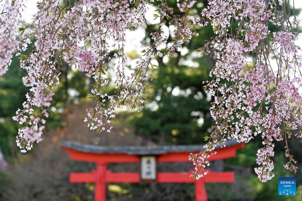 Cherry blossoms are seen at Brooklyn Botanic Garden in New York, the United States, on April 14, 2024.(Photo: Xinhua)