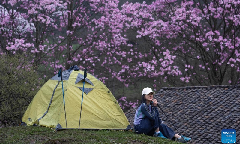 A tourist poses for photos under blooming magnolia flowers in Cangwangzhai Village of Yongsheng Town in Jiangyou, southwest China's Sichuan Province, April 13, 2024.(Photo: Xinhua)